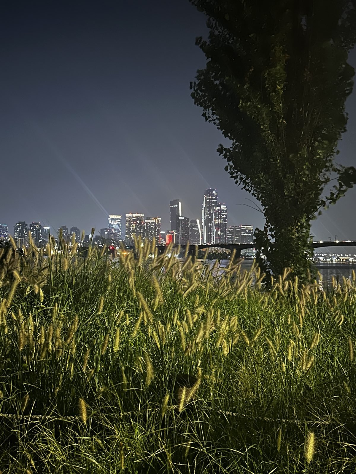 Reeds and the Seoul skyline along the river at dusk